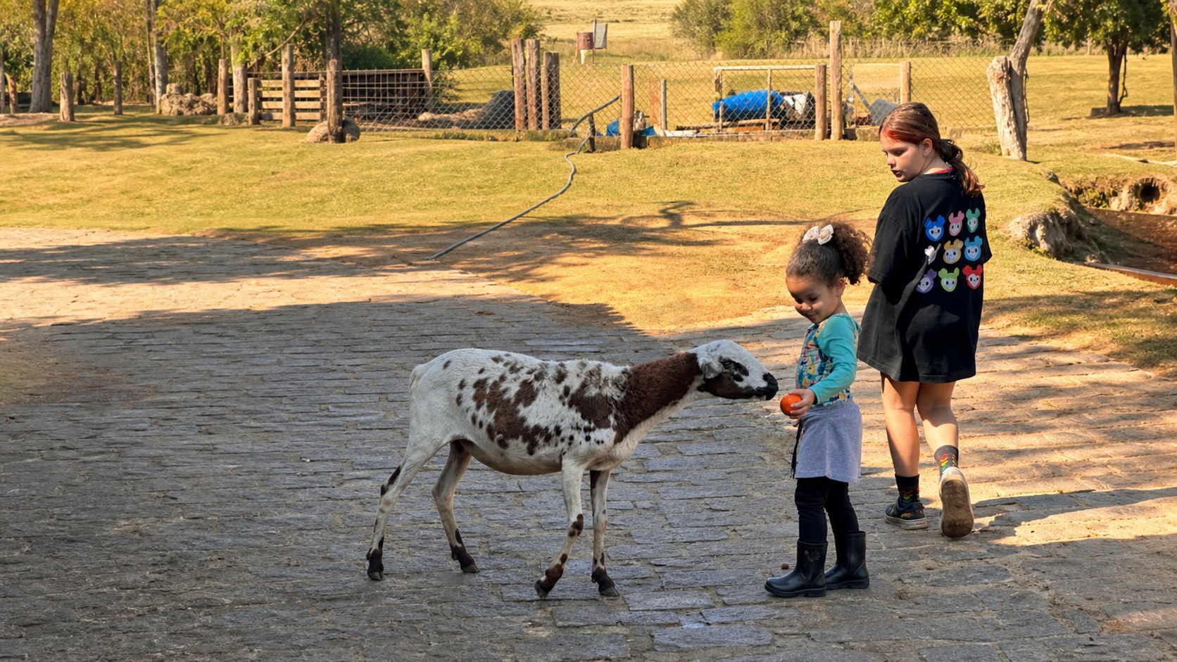 Criança alimentando um dos animais da fazendinha da Aldeia